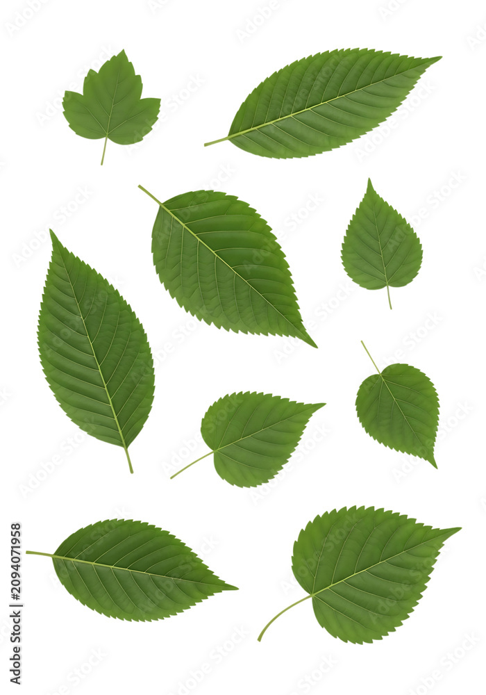 Fototapeta premium Collection of various green leaves with serrated edges and distinct veins , for botanical and, nature-themed png. ai generated isolated on a transparent background