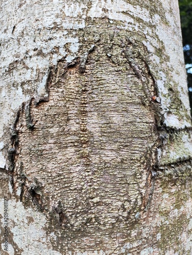 Close-up Detail of Weathered Tree Bark Texture with Lichen