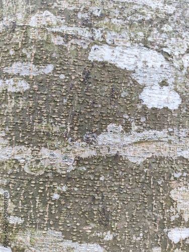 Close-up Detail of Weathered Tree Bark Texture with Lichen