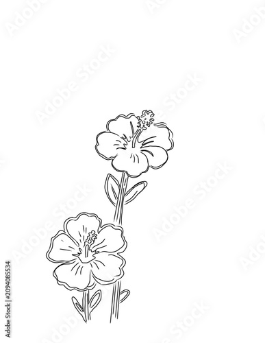 Elegant Hand Drawn Black and White Hibiscus Flower Illustration Outline Minimalist Tropical Botanical Sketch Art for Coloring Book Page