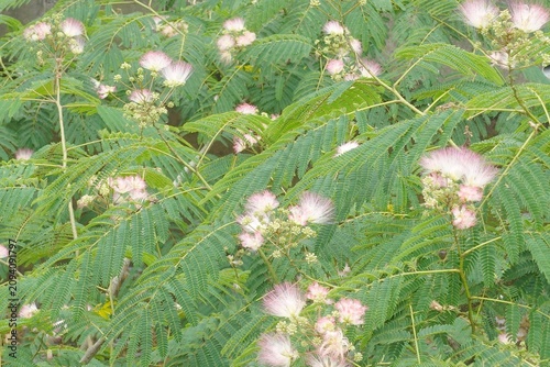 Fotografija Pink silk tree flowers with feathery green leaves