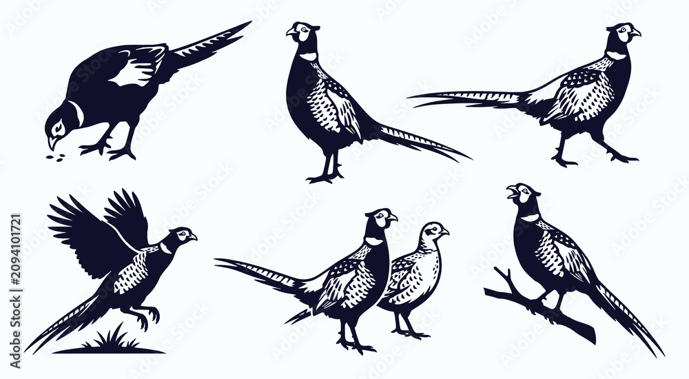 Fototapeta premium Ring-Necked Pheasant Silhouettes and Illustrations Vector Set