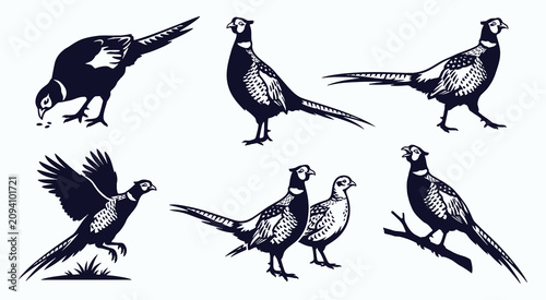 Ring-Necked Pheasant Silhouettes and Illustrations Vector Set