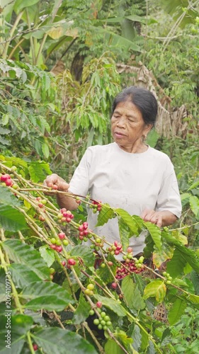 A balinese arabica coffee farmer harvesting or picking ripe red cherries or berries on tree or plant branch in bali, indonesia, southeast indonesia, old woman in agriculture, slow motion shot