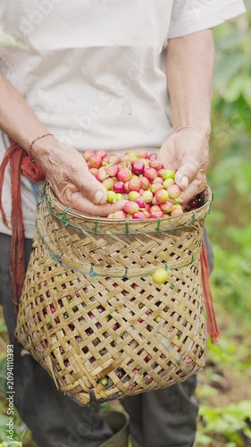 Farmer hand with harvested arabica coffee cherries or berries on farm or field, bali, indonesia, southeast asia