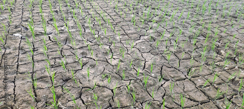 Cuadro en lienzo Rice seedlings in a paddy field growing racked and dry soil in arid areas landsc
