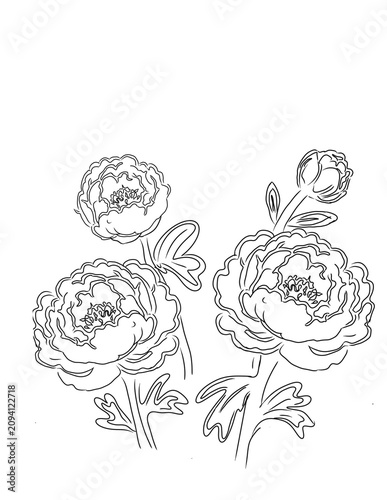 Set of four beautiful peony flower stems with black outline strokes and no color fills on a perfectly transparent background