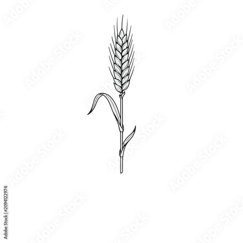 Single wheat stalk isolated on white background. Golden grain ear with long awns for harvest season. Agricultural crop symbol for farming and food...