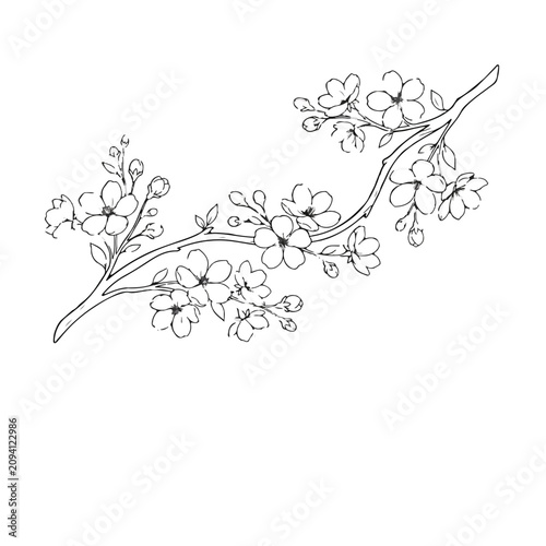 Hand-drawn cherry blossom branch illustration. Delicate floral sketch with buds and petals in black and white. Minimalist botanical art for design...