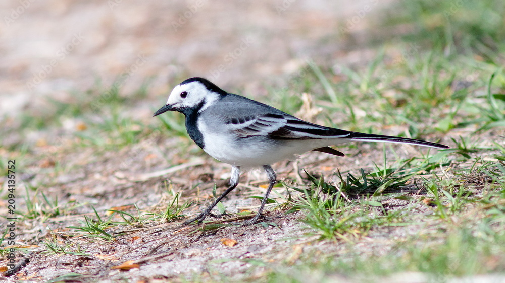 Obraz premium sparrow on a grass