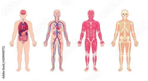 Foto Anatomical illustration depicting human organs circulatory system musculature an