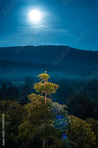 Illuminated coniferous tree in misty mountain landscape at night.