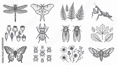 Bild auf Leinwand Detailed Line Art Collection of Insects and Plants.