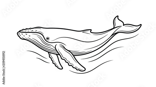 Vászonkép Humpback Whale Line Drawing Vector Ocean Animal Illustration