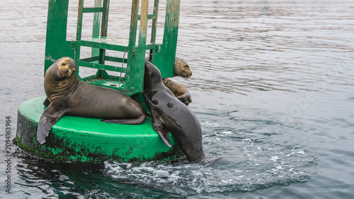 Obraz na plátně Wild fur seals relax on a navigation buoy in the ocean