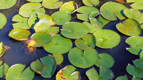Cuadro en lienzo waterlily pads in a cluster close up