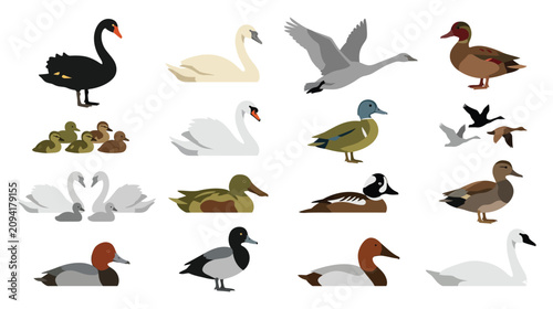 Фотография Various duck and swan species set including flying swimming and resting wild water birds