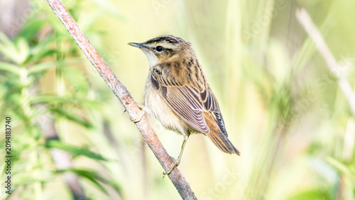 Φωτογραφία white backed shrike