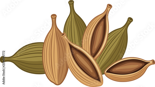 Foto Green and brown cardamom pods vector illustration with open and closed herbal sp