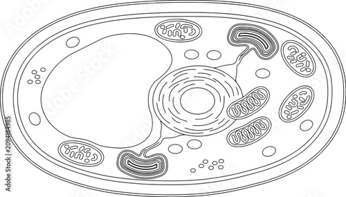 Foto Plant cell anatomy line art vector diagram with clean black and white outline il