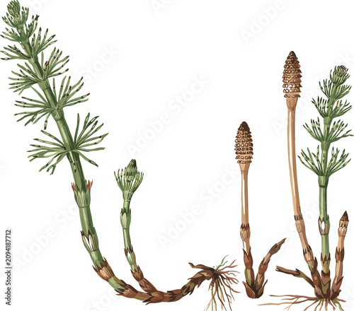 Quadro em tela Vintage field horsetail botanical vector illustration featuring equisetum arvens