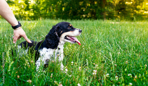 Photos Black and white English Cocker Spaniel dog lying in green grass on a blurred park background