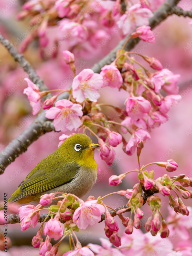 Obraz premium 河津桜にとまるメジロ
