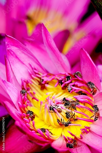  Macro close-up of a swarm of honeybees actively collecting pollen inside a bright pink lotus flower center. Dynamic wildlife