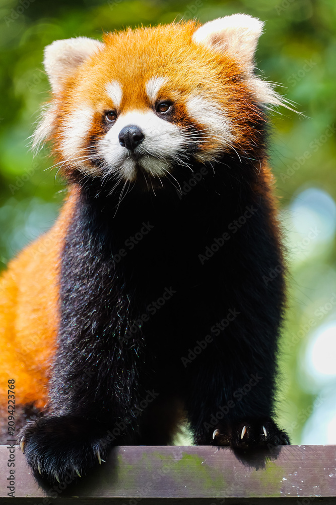 Obraz premium A cute red panda up high, front close-up