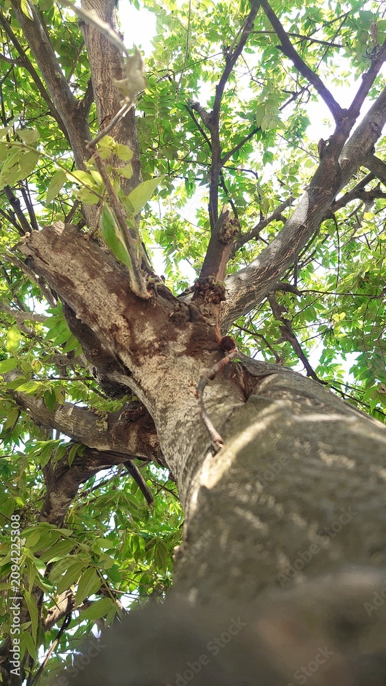 Fototapeta premium tree in the park