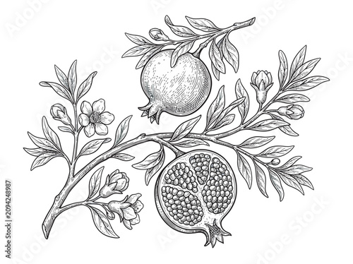 Vintage botanical pomegranate plant illustration graceful hand drawn black line art featuring ripe pomegranates one cut open fruit revealing detailed seeds
