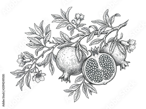 Vintage Botanical Vector Illustration of pomegranate Tree Branch with Leaves and Blossoms Floral Nature Pattern Design Element for Wallpaper and Decorative Ornament