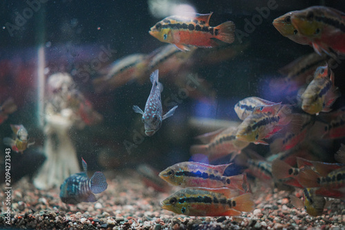 Foto Colorful cichlid fish swimming inside freshwater aquarium tank