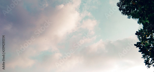 View of a bright sky with soft purplish-white clouds and a dark silhouette of tree leaves in the upper right corner