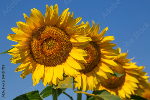 Bright yellow sunflower blo...