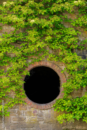 Historic stone wall with round window and lush green climbing plants in summer
