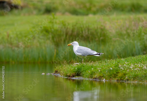Herring Gull, Larus argentatus,