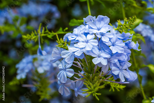 Fotografía Beautiful blue plumbago auriculata flowers blooming in a lush green summer garde