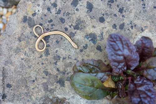 Schilderij op canvas Slowworm, Anguis fragilis,