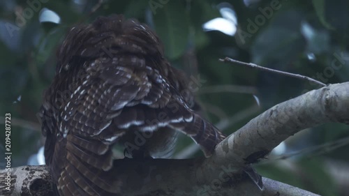 Behavior during the mating season of spotted wood owl
