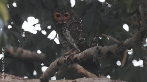 Behavior during the mating season of spotted wood owl