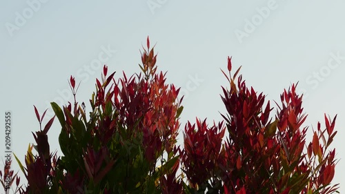 Red shoots of Syzygium myrtifolium leaves blowing in the wind against a clear sky background.
