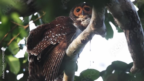 Behavior during the mating season of spotted wood owl