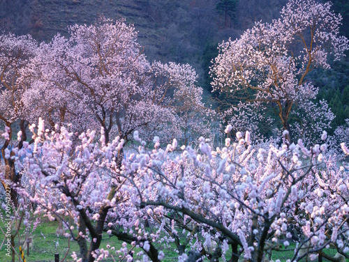 Fotografía 長野・千曲の杏子の花が咲き誇る春の里山風景 満開のあんず畑