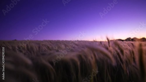 Tranquil Sunset Over a Field of Tall Grass