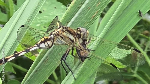 
Macro shot of Dragonfly (Orthetrum albistylum) catching and eating a Carpenter Bee on a leaf, 4K UHD

