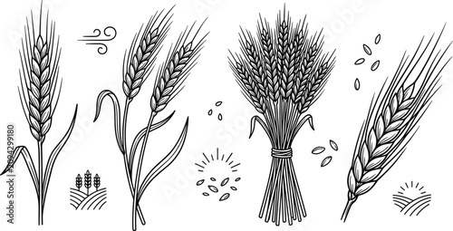 Quadro su tela Wheat Ear and Rye Spikelet Vector Set with Sheaf Fields and Organic Cereal Grain