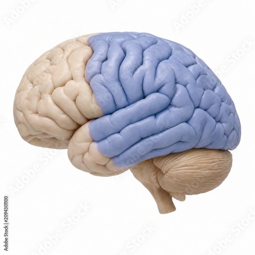A realistic human brain model displays highlighted cerebral regions in blue, presenting an anatomical view of cognition, neurology, memory, and medical education for scientific reference