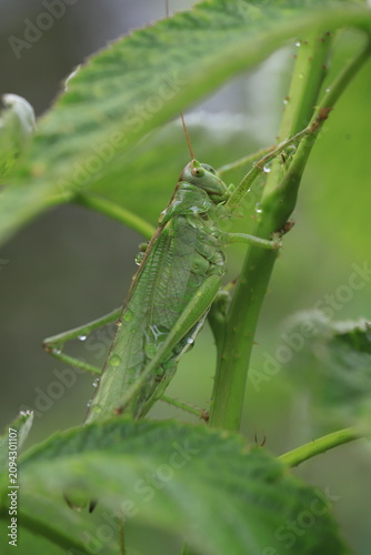 grande sauterelle verte