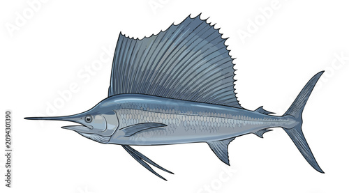 Εκτύπωση καμβά Detailed illustration of a sailfish with fins and elongated bill